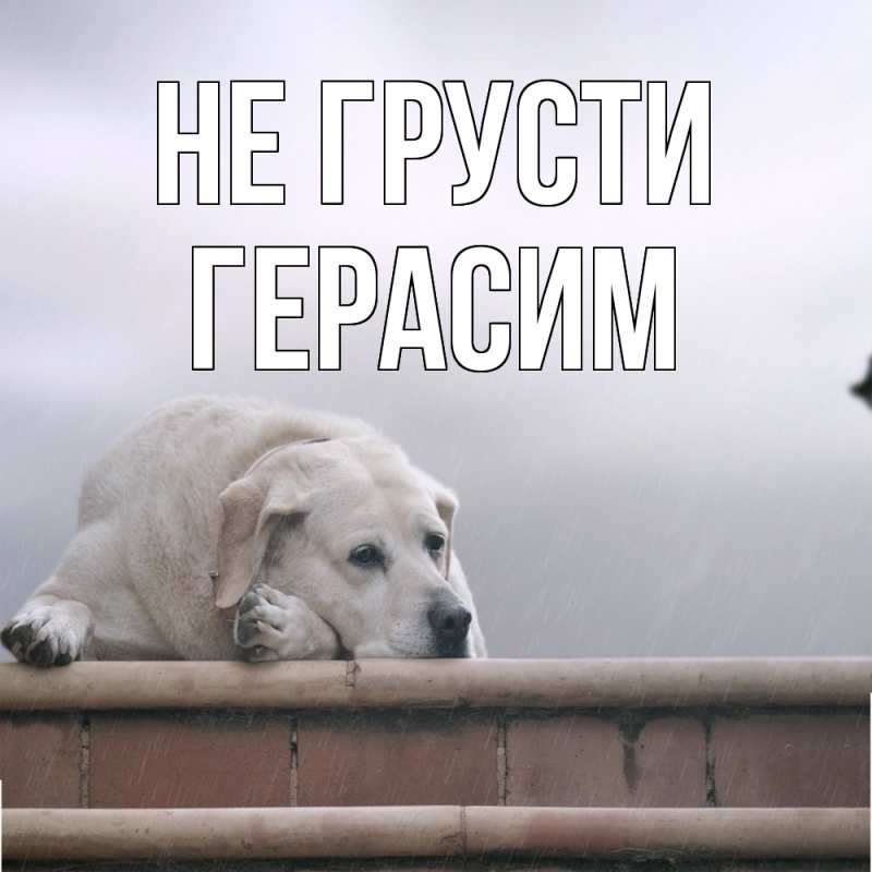 Картинка Не грусти, Герасим