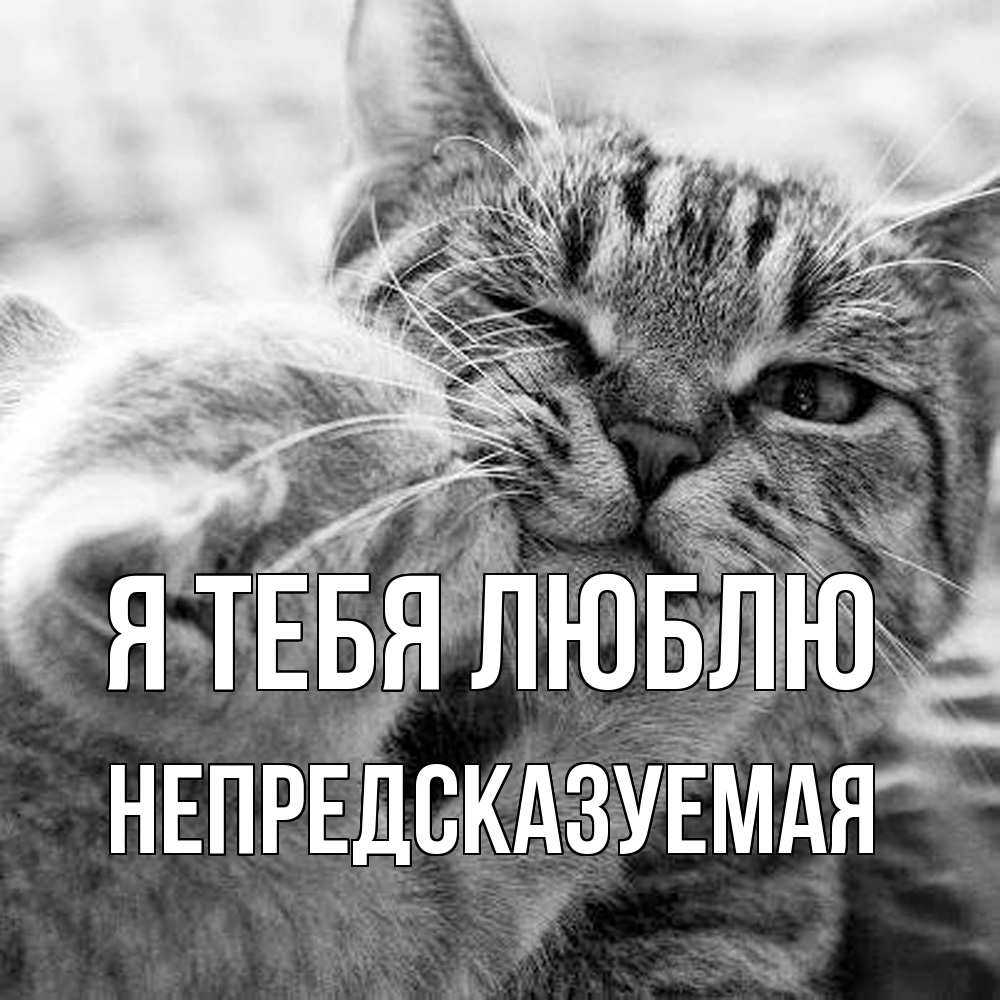 Открытка на каждый день с именем, непредсказуемая Я тебя люблю коты Прикольная открытка с пожеланием онлайн скачать бесплатно 