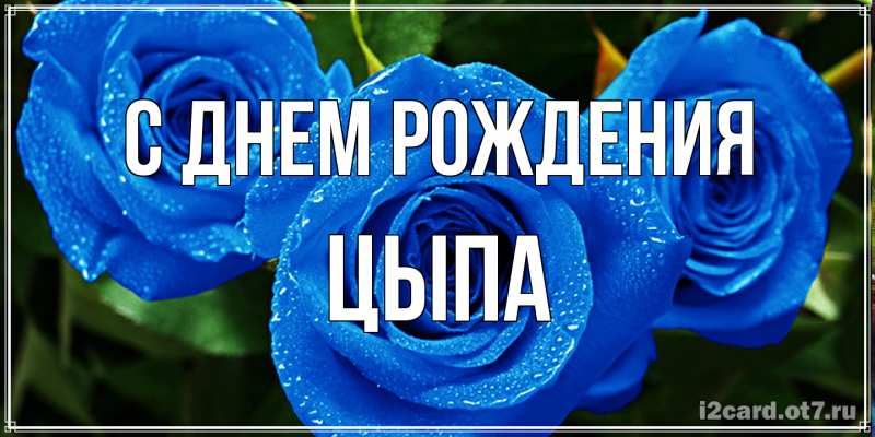 Картинка С днем рождения, Цыпа