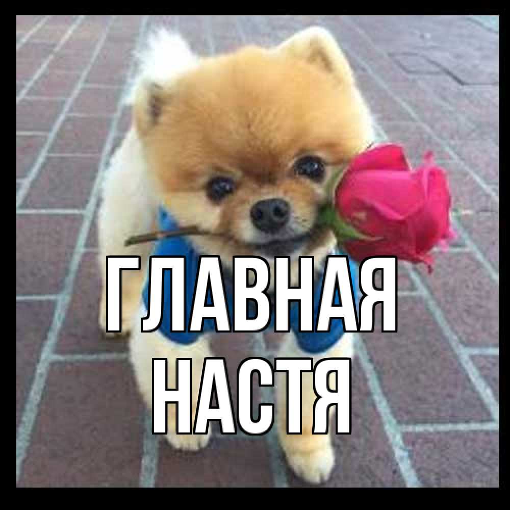 Открытка на каждый день с именем, настя Главная спасибо и дарю тебе цветок Прикольная открытка с пожеланием онлайн скачать бесплатно 