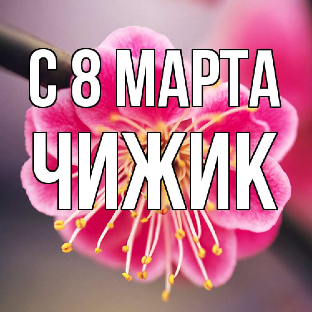 Открытка на каждый день с именем, Чижик C 8 МАРТА цветы Прикольная открытка с пожеланием онлайн скачать бесплатно 