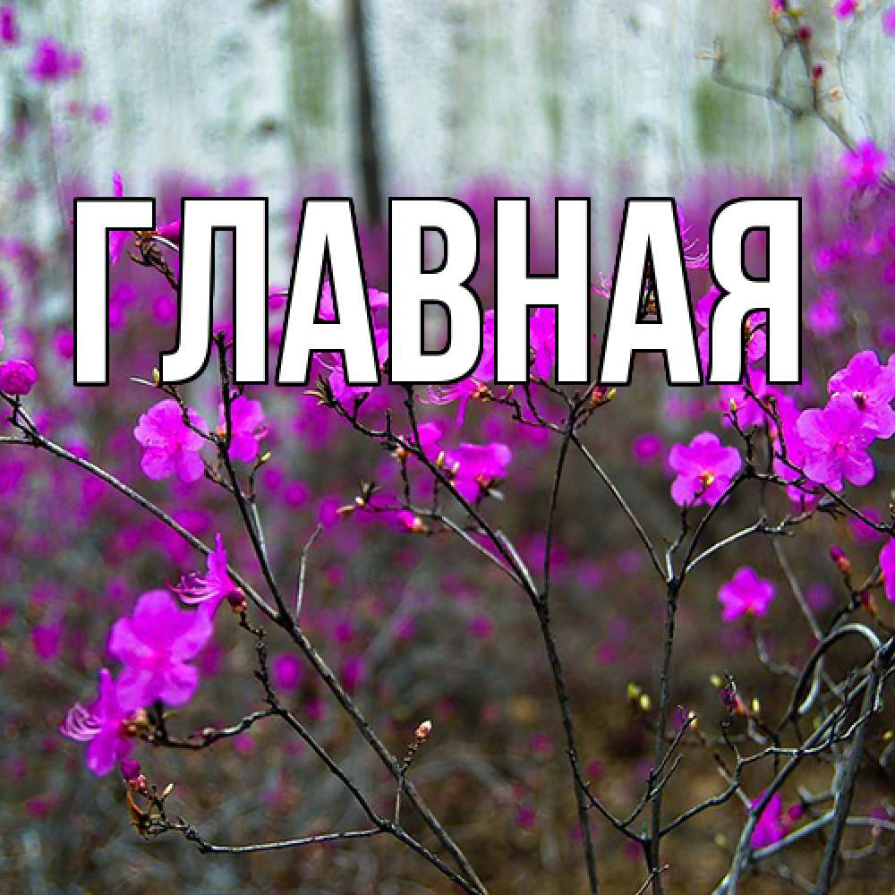 Открытка на каждый день с именем, настя Главная дикие цветы Прикольная открытка с пожеланием онлайн скачать бесплатно 