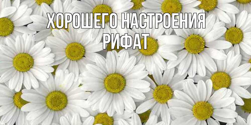 Открытка на каждый день с именем, Рифат Хорошего настроения поляна ромашек Прикольная открытка с пожеланием онлайн скачать бесплатно 