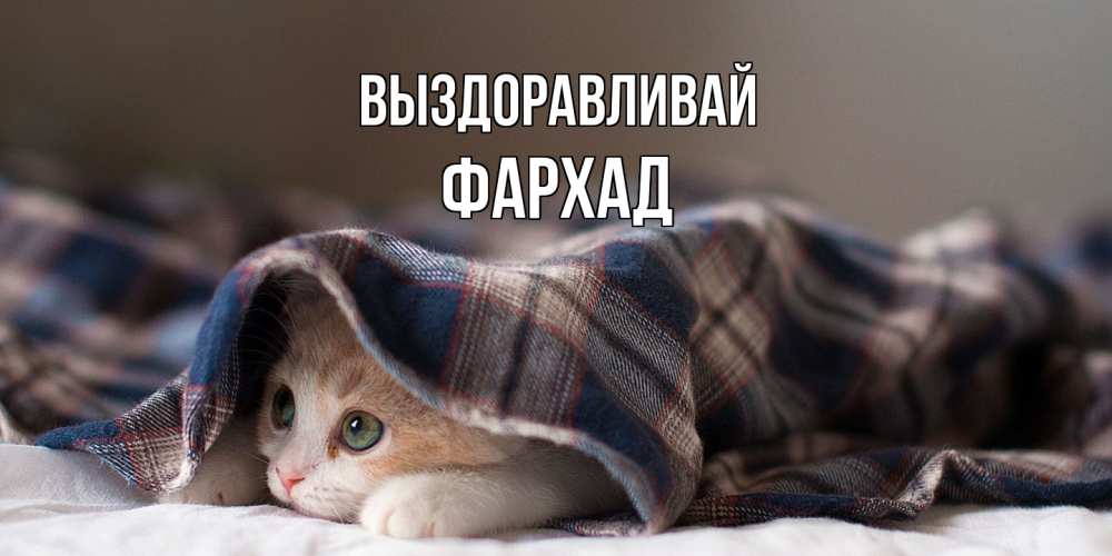 Открытка на каждый день с именем, Фархад Выздоравливай не болейте с котиком Прикольная открытка с пожеланием онлайн скачать бесплатно 