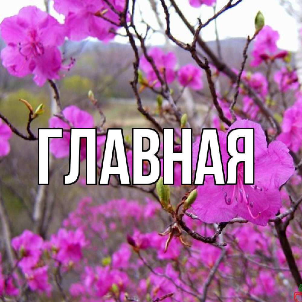 Открытка на каждый день с именем, Анна Главная международный женский день Прикольная открытка с пожеланием онлайн скачать бесплатно 