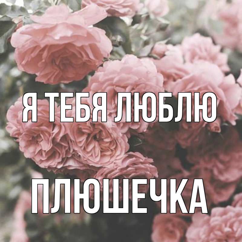 Картинка Я тебя люблю, Плюшечка
