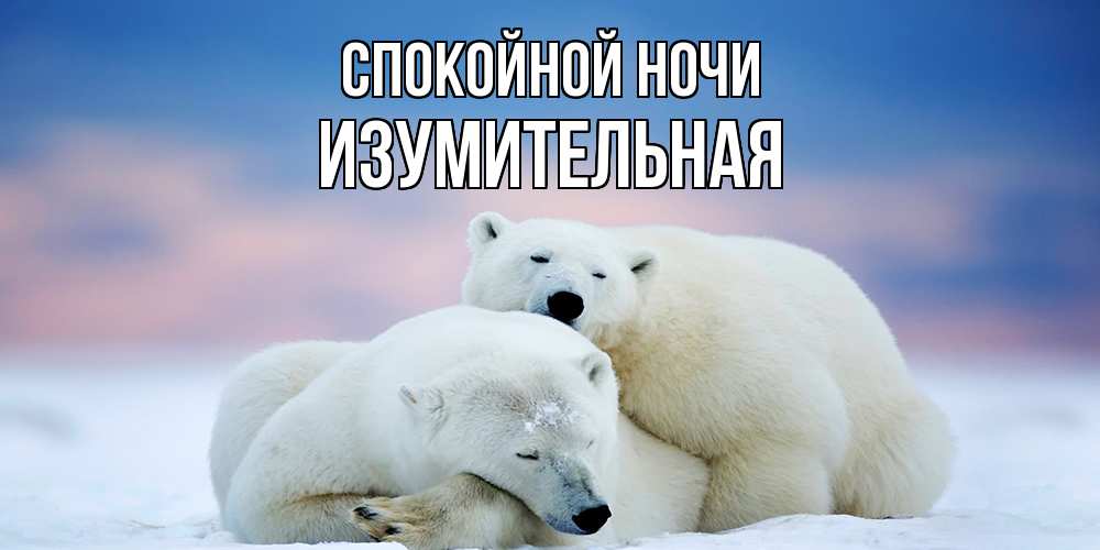 Открытка на каждый день с именем, изумительная Спокойной ночи белые медведи спят в обнимку Прикольная открытка с пожеланием онлайн скачать бесплатно 