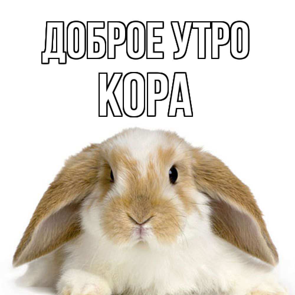 Открытка на каждый день с именем, Кора Доброе утро прикольные открытки на каждый день Прикольная открытка с пожеланием онлайн скачать бесплатно 