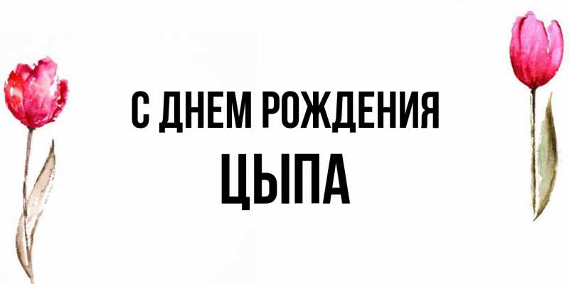 Картинка С днем рождения, Цыпа