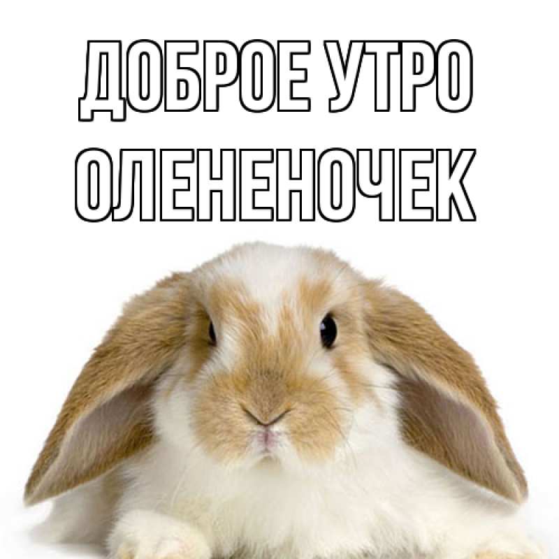 Картинка Доброе утро, Олененочек