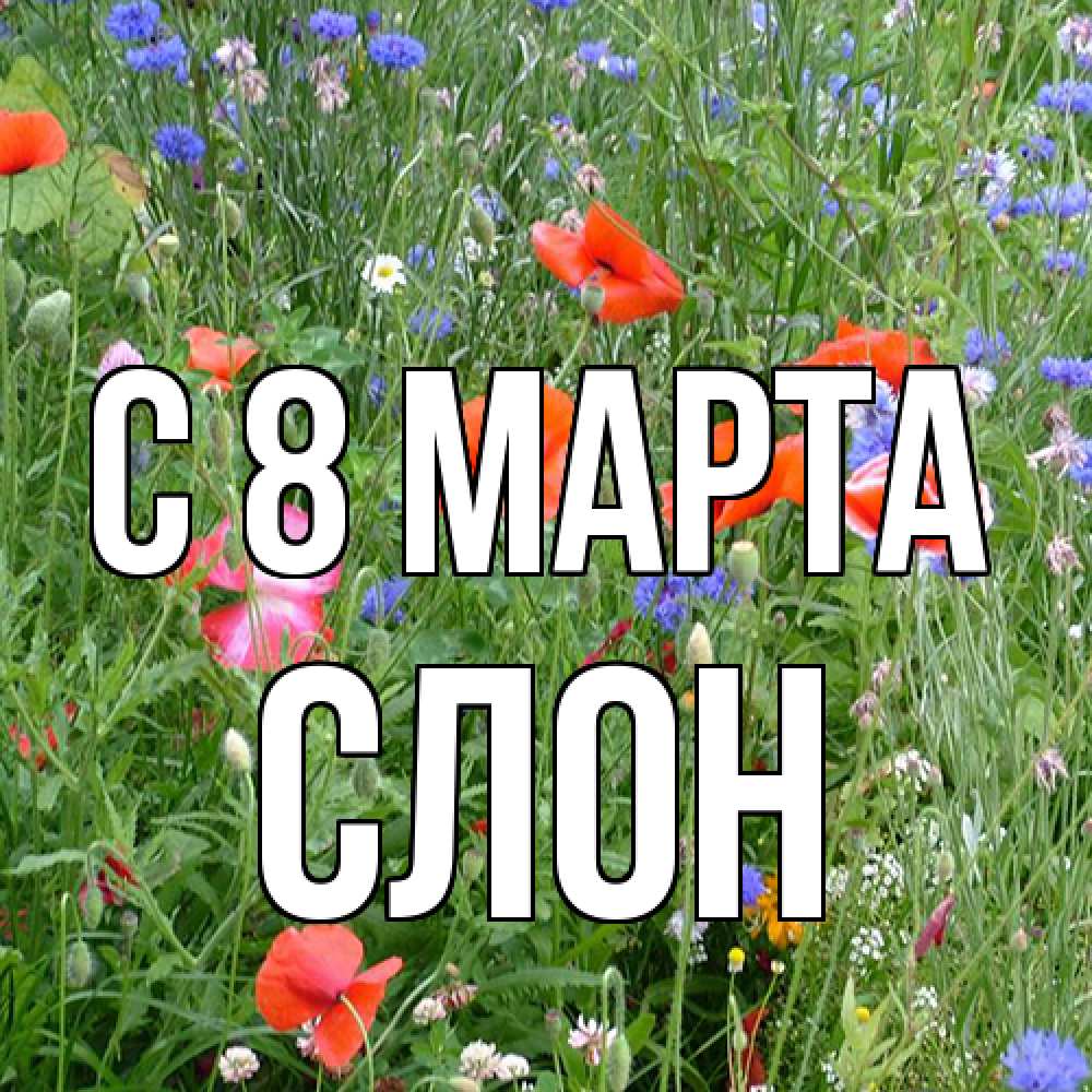 Открытка на каждый день с именем, Слон C 8 МАРТА международный женский день 4 Прикольная открытка с пожеланием онлайн скачать бесплатно 
