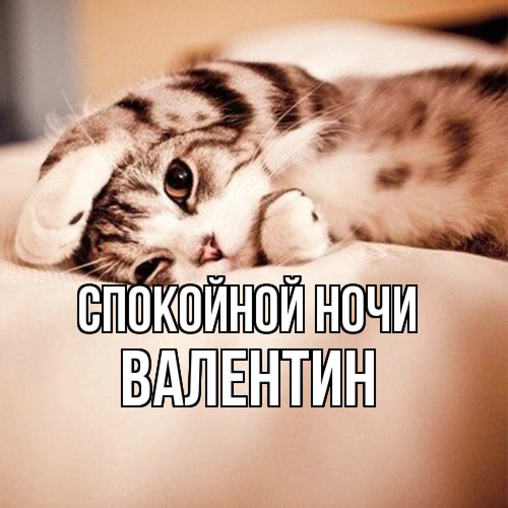 Открытка на каждый день с именем, Валентин Спокойной ночи сладких снов с животными Прикольная открытка с пожеланием онлайн скачать бесплатно 
