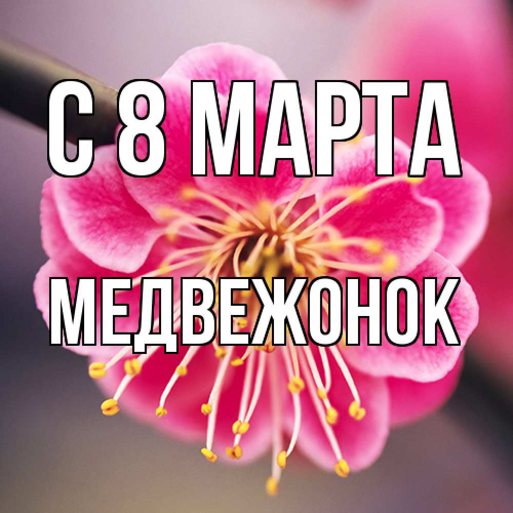 Открытка на каждый день с именем, медвежонок C 8 МАРТА цветы Прикольная открытка с пожеланием онлайн скачать бесплатно 