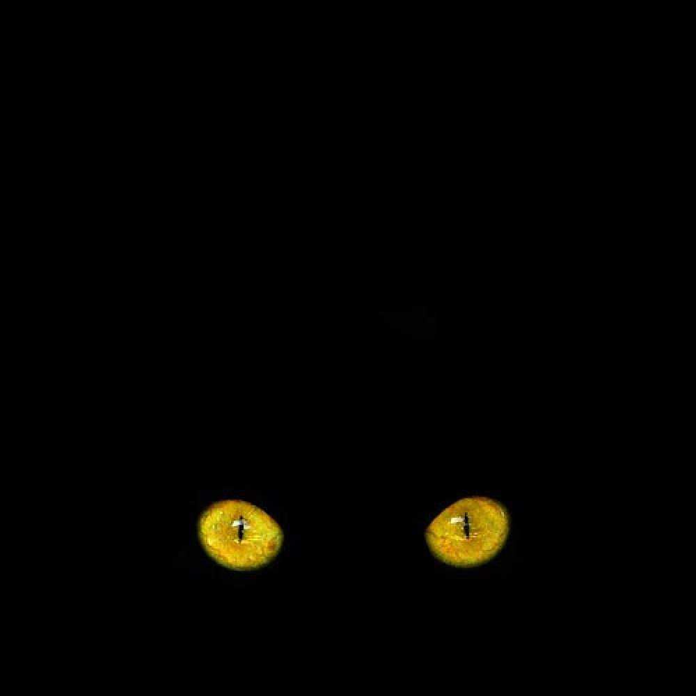 Открытка на каждый день с именем, Котёнок Спокойной ночи сладких снов бесстрашный мой дружочек Прикольная открытка с пожеланием онлайн скачать бесплатно 