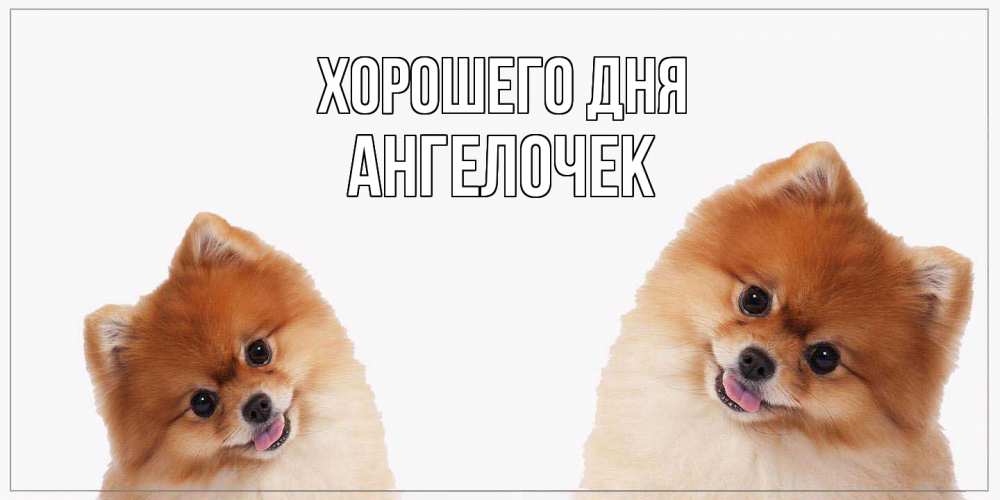 Открытка на каждый день с именем, Ангелочек Хорошего дня собачки желают прекрасного дня Прикольная открытка с пожеланием онлайн скачать бесплатно 