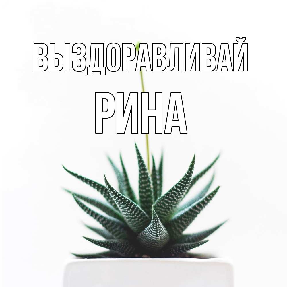 Открытка на каждый день с именем, Рина Выздоравливай короче это непонятная колючка Прикольная открытка с пожеланием онлайн скачать бесплатно 
