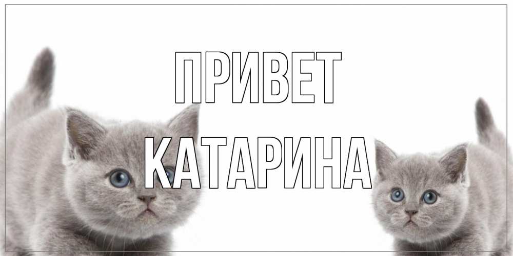 Открытка на каждый день с именем, Катарина Привет коты Прикольная открытка с пожеланием онлайн скачать бесплатно 