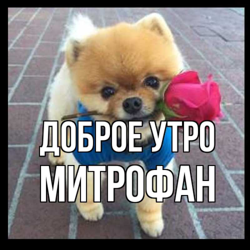 Картинка Доброе утро, Митрофан