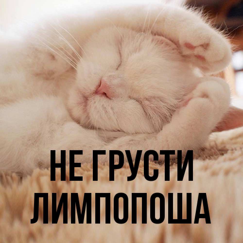 Открытка на каждый день с именем, лимпопоша Не грусти Котенок спит Прикольная открытка с пожеланием онлайн скачать бесплатно 
