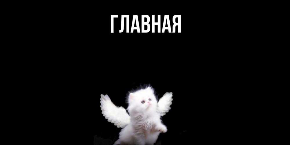 Открытка на каждый день с именем, настя Главная Кот ангел Прикольная открытка с пожеланием онлайн скачать бесплатно 