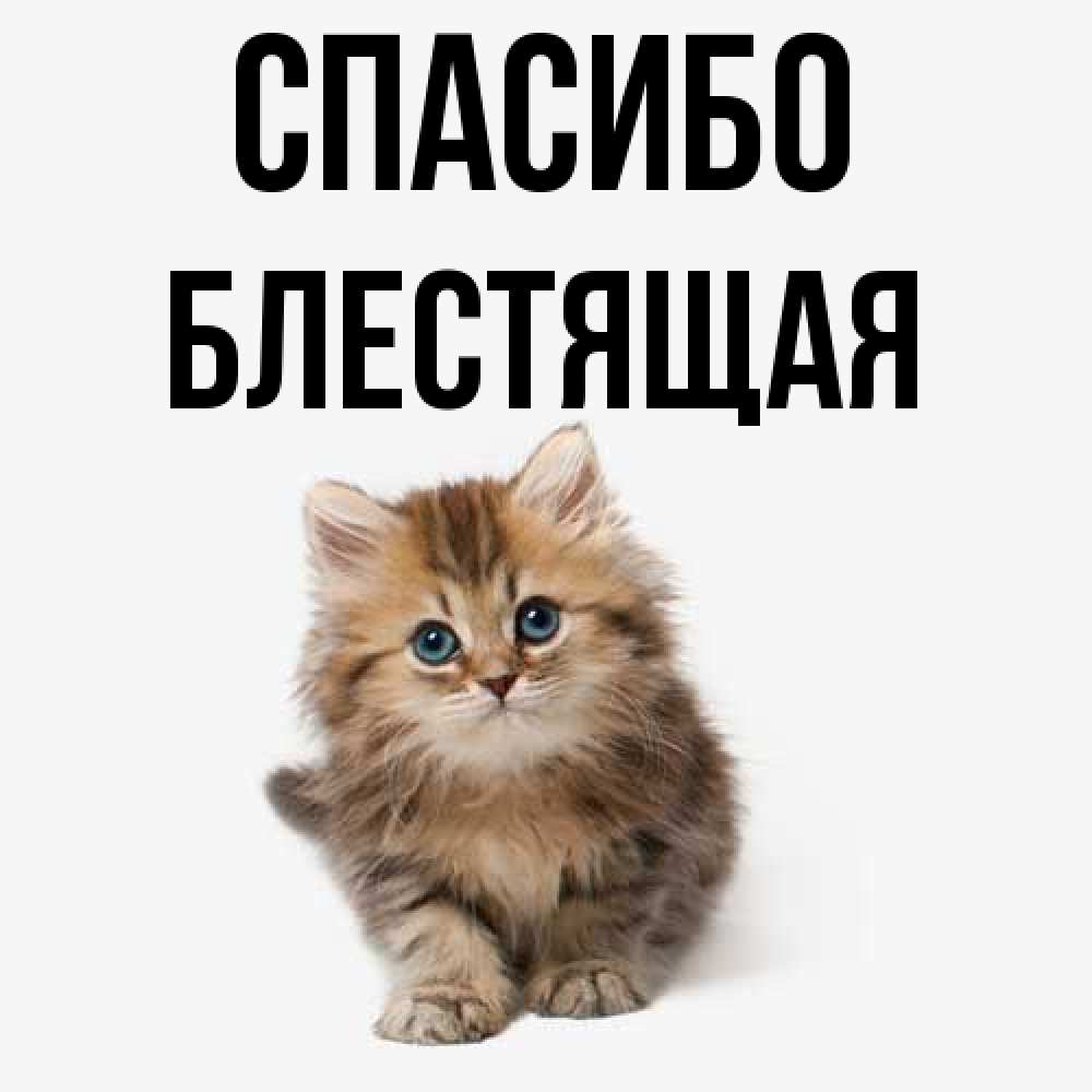 Открытка на каждый день с именем, блестящая Спасибо пушистый котик Прикольная открытка с пожеланием онлайн скачать бесплатно 