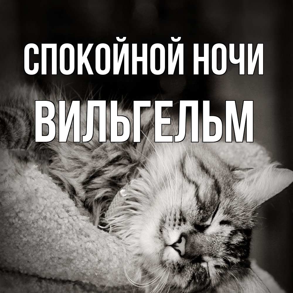 Открытка на каждый день с именем, Вильгельм Спокойной ночи котярик пушистый Прикольная открытка с пожеланием онлайн скачать бесплатно 