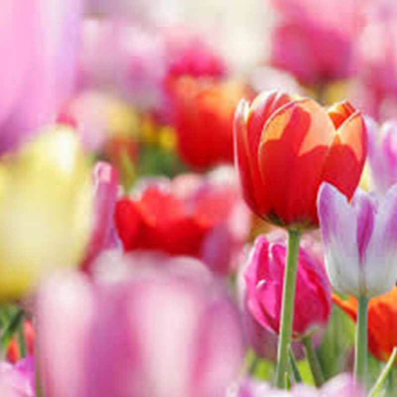 Открытка с именем, Геля, C 8 МАРТА