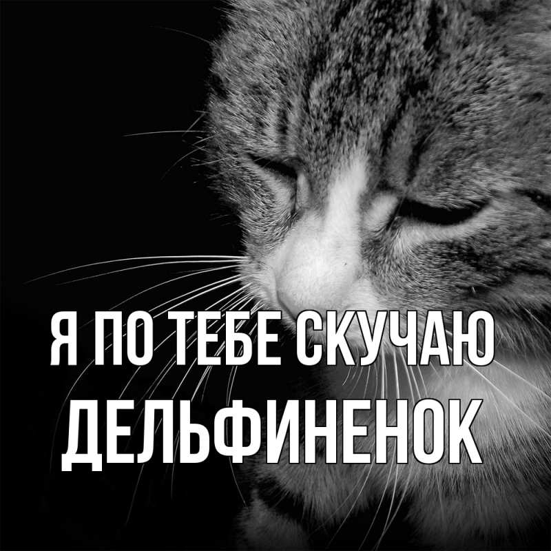 Картинка Я по тебе скучаю, дельфиненок