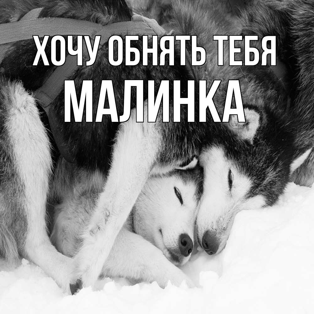 Открытка на каждый день с именем, Малинка Хочу обнять тебя собачки в упряжке Прикольная открытка с пожеланием онлайн скачать бесплатно 
