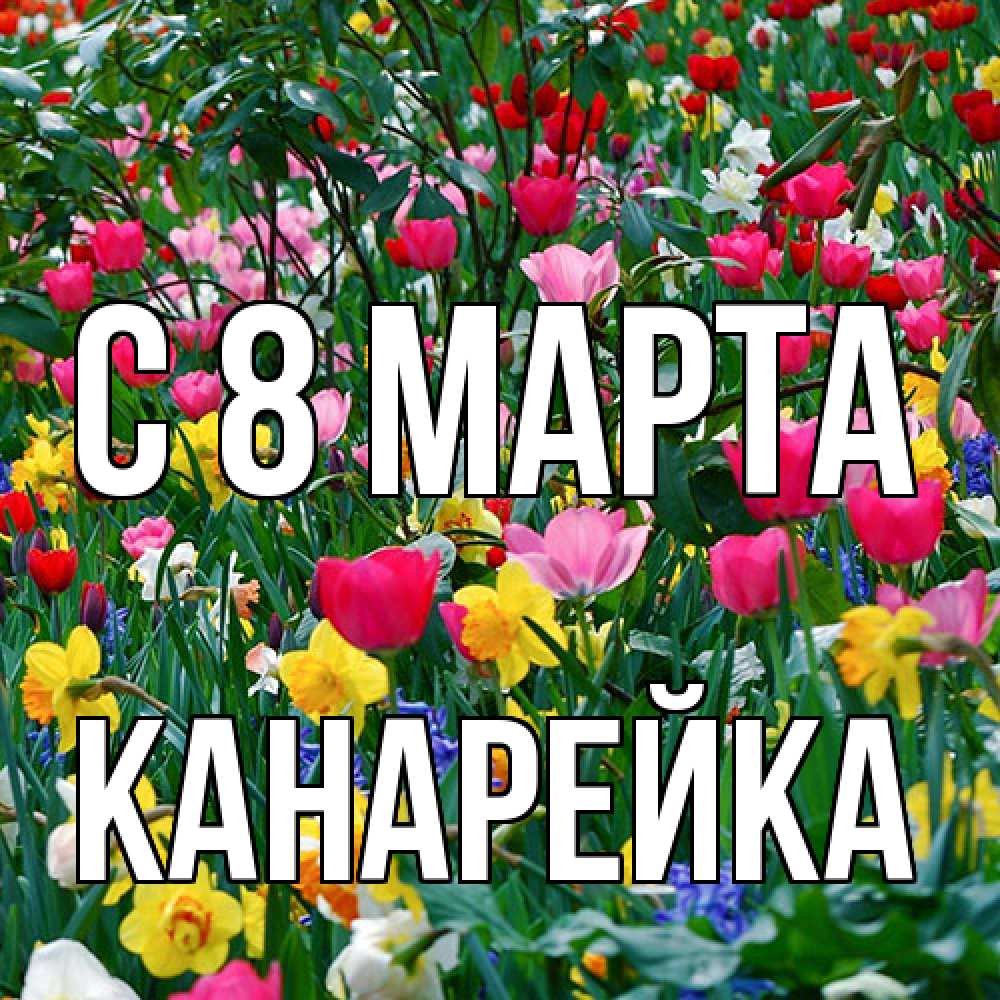 Открытка на каждый день с именем, Канарейка C 8 МАРТА с международным женским днем поздравления для женщины Прикольная открытка с пожеланием онлайн скачать бесплатно 