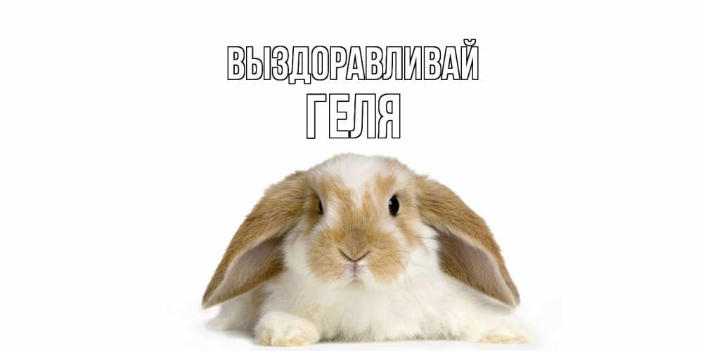 Открытка на каждый день с именем, Геля Выздоравливай вислоухий кролик белого и коричневого цвета Прикольная открытка с пожеланием онлайн скачать бесплатно 