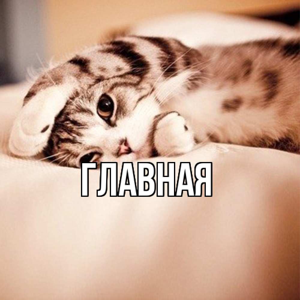 Открытка на каждый день с именем, настя Главная сладких снов с животными Прикольная открытка с пожеланием онлайн скачать бесплатно 