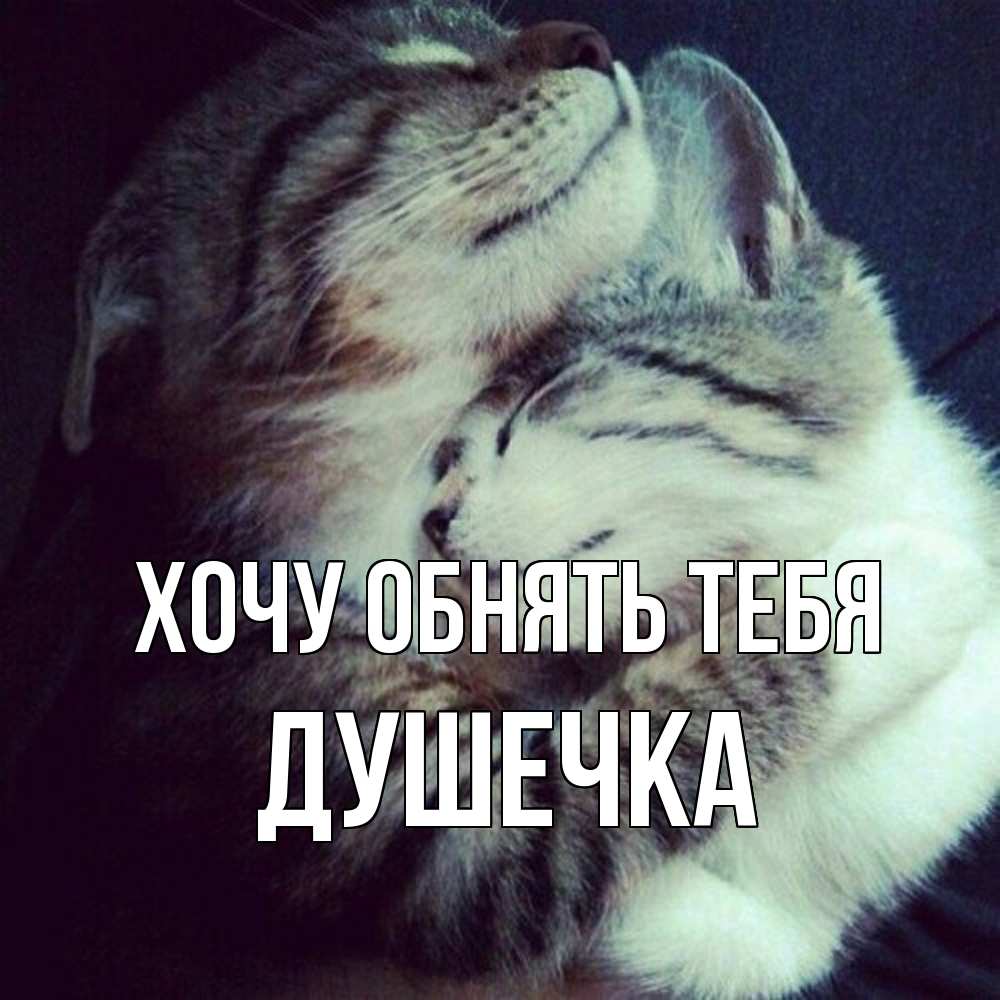 Открытка на каждый день с именем, душечка Хочу обнять тебя полосатики Прикольная открытка с пожеланием онлайн скачать бесплатно 