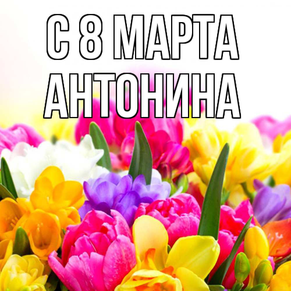 Открытка на каждый день с именем, Антонина C 8 МАРТА тюльпаны Прикольная открытка с пожеланием онлайн скачать бесплатно 