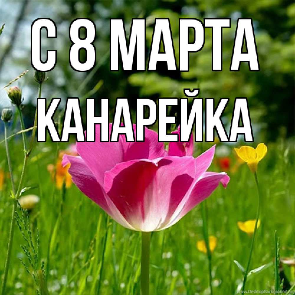 Открытка на каждый день с именем, Канарейка C 8 МАРТА полевые цветы Прикольная открытка с пожеланием онлайн скачать бесплатно 