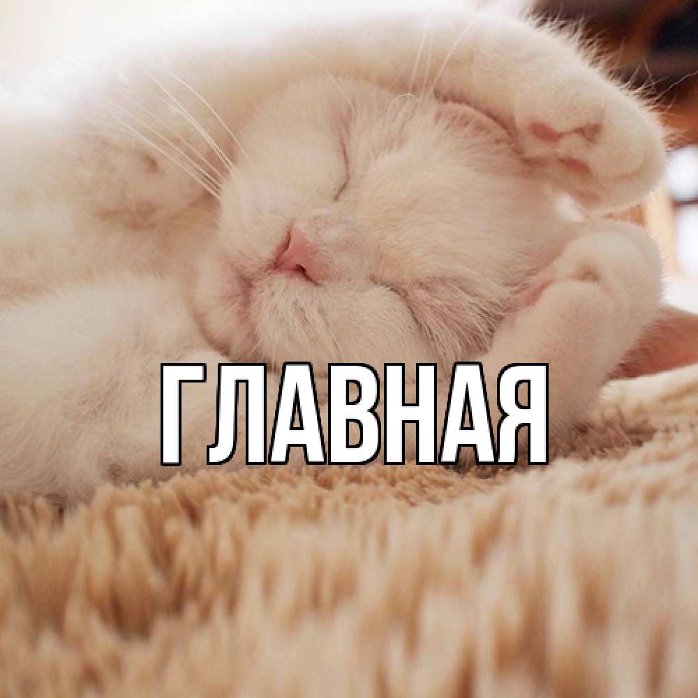 Открытка на каждый день с именем, настя Главная белый кот Прикольная открытка с пожеланием онлайн скачать бесплатно 