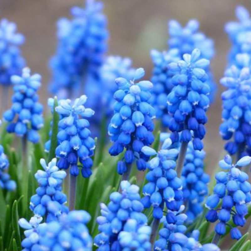 Открытка с именем, кукушонок, C 8 МАРТА