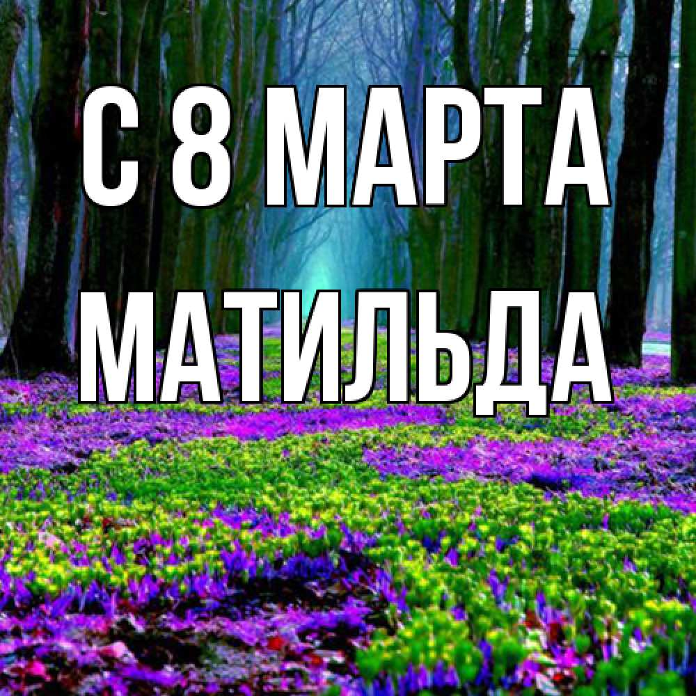 Открытка на каждый день с именем, Матильда C 8 МАРТА фиолетовые цветы в лесу 1 Прикольная открытка с пожеланием онлайн скачать бесплатно 