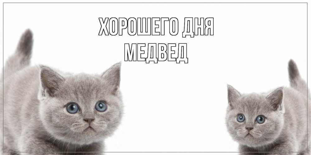Открытка на каждый день с именем, Медвед Хорошего дня открытка с котами Прикольная открытка с пожеланием онлайн скачать бесплатно 