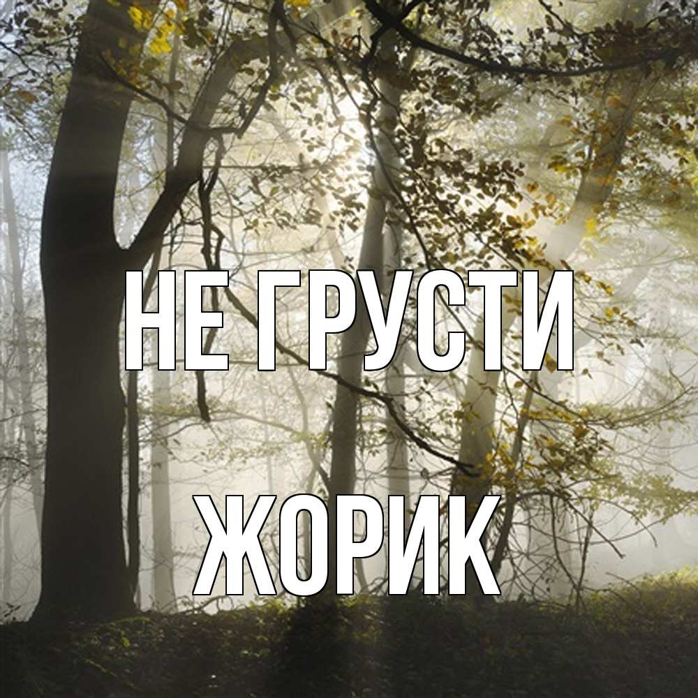 Открытка на каждый день с именем, жорик Не грусти лес и свет Прикольная открытка с пожеланием онлайн скачать бесплатно 