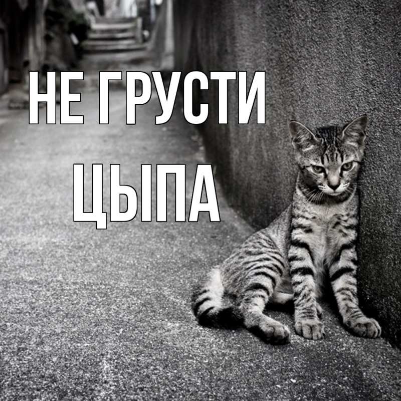 Картинка Не грусти, Цыпа