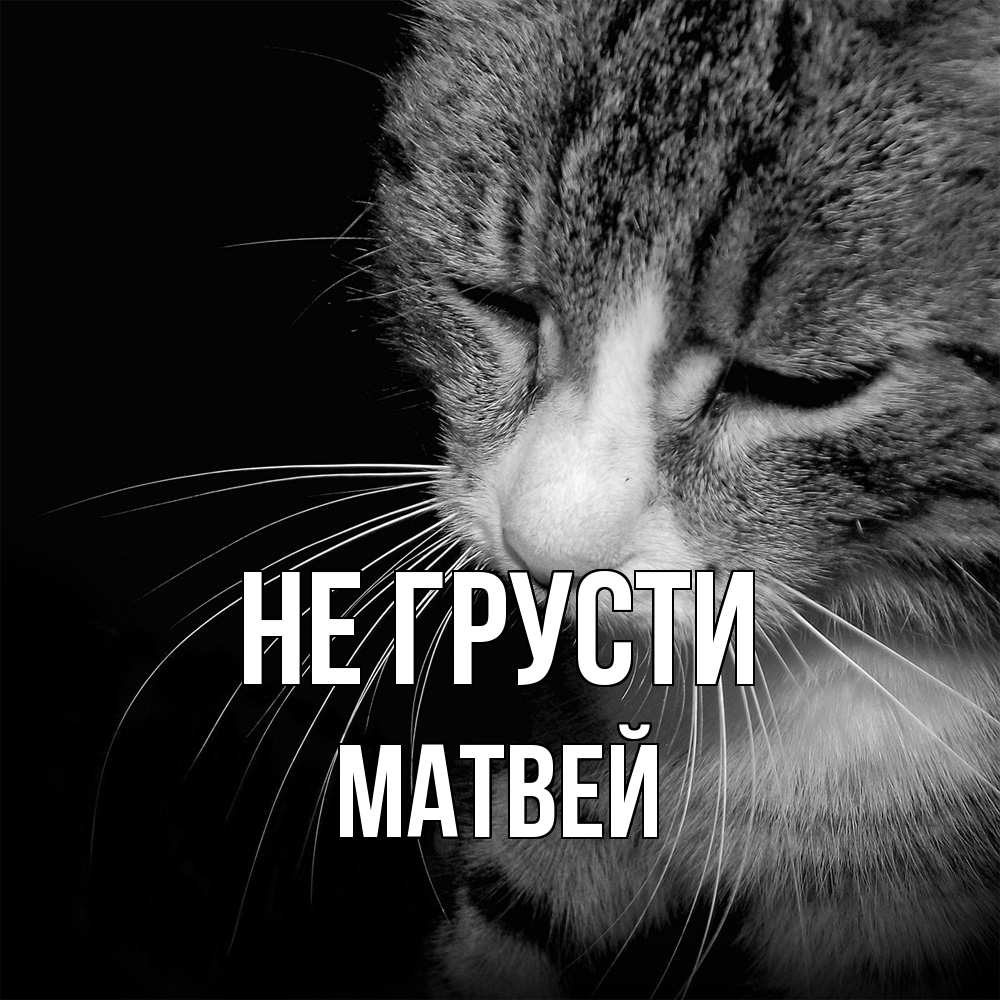 Открытка на каждый день с именем, Матвей Не грусти грустный котик Прикольная открытка с пожеланием онлайн скачать бесплатно 