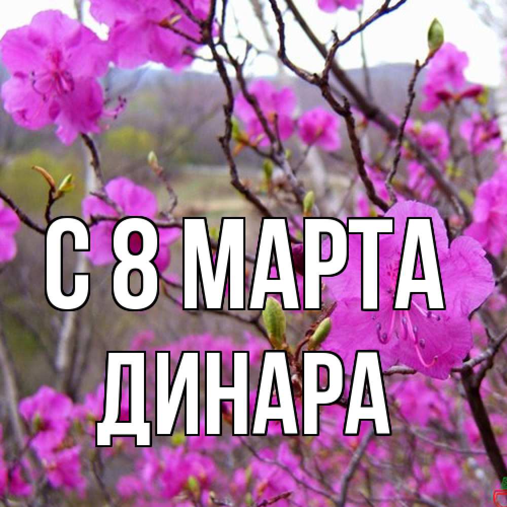 Открытка на каждый день с именем, Динара C 8 МАРТА международный женский день Прикольная открытка с пожеланием онлайн скачать бесплатно 