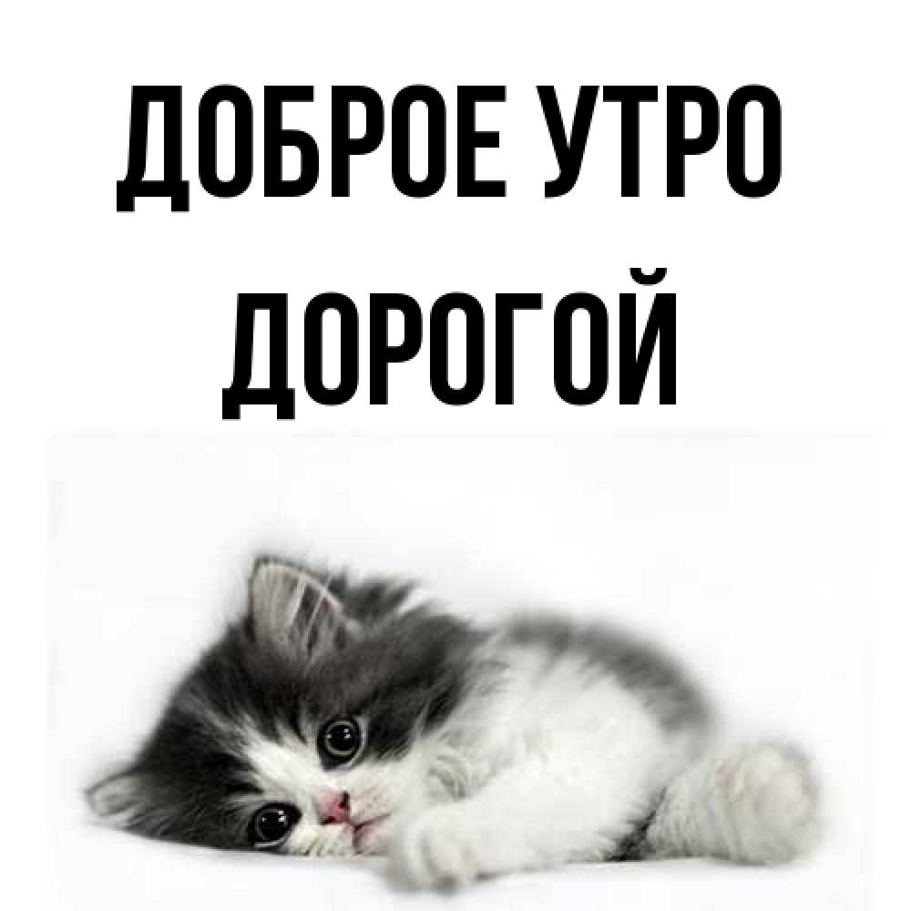 Открытка на каждый день с именем, Дорогой Доброе утро кот лапки Прикольная открытка с пожеланием онлайн скачать бесплатно 