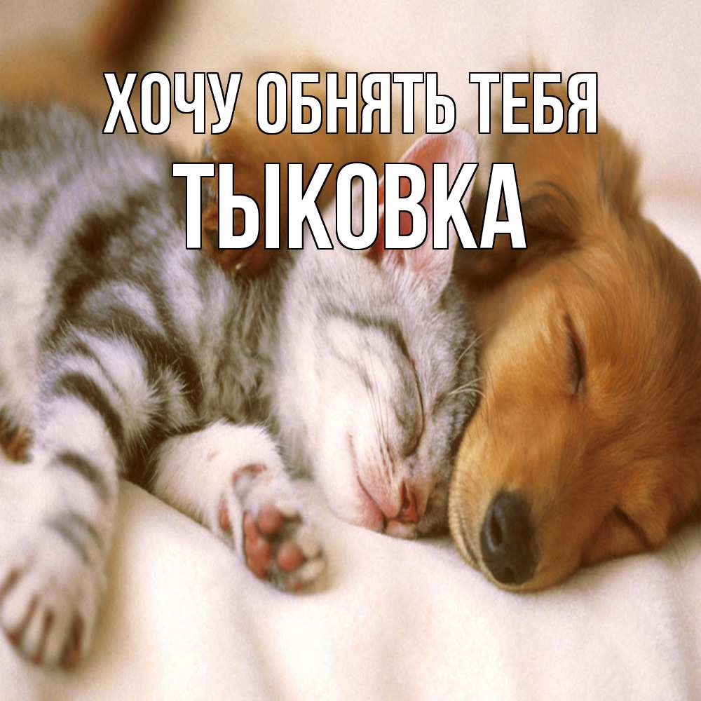 Открытка на каждый день с именем, тыковка Хочу обнять тебя пес и котенок Прикольная открытка с пожеланием онлайн скачать бесплатно 