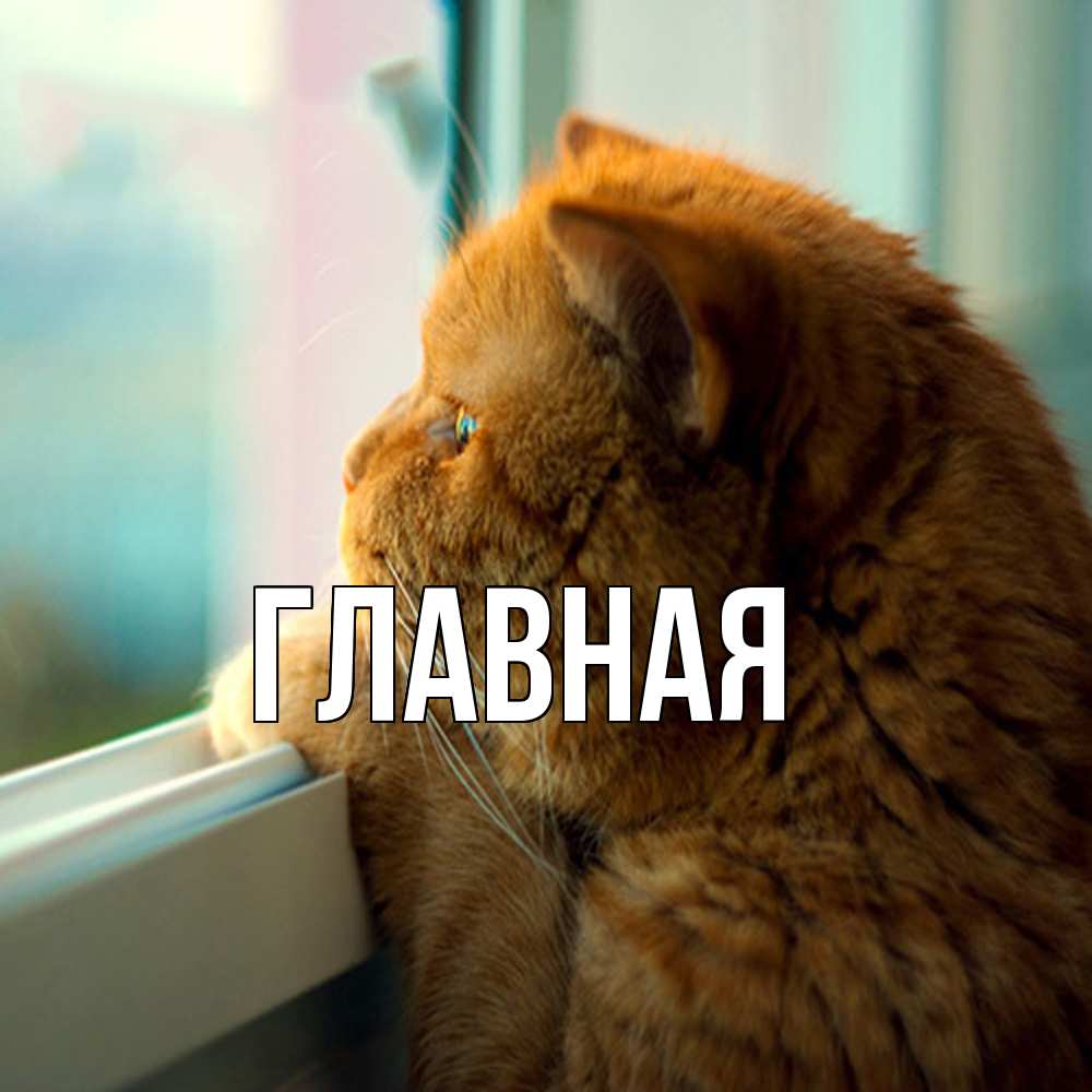 Открытка на каждый день с именем, настя Главная большой огромный рыжий котяра Прикольная открытка с пожеланием онлайн скачать бесплатно 