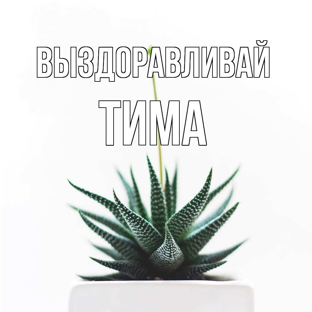 Открытка на каждый день с именем, Тима Выздоравливай короче это непонятная колючка Прикольная открытка с пожеланием онлайн скачать бесплатно 