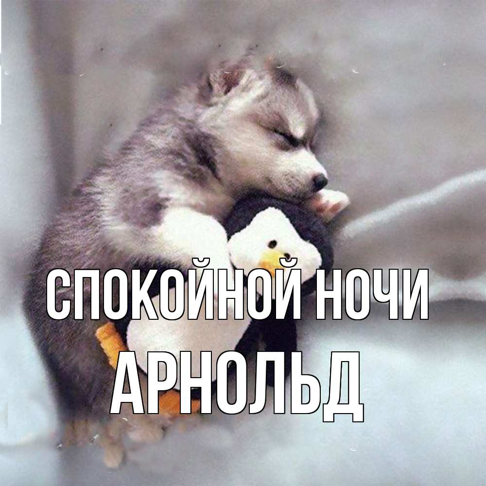 Открытка на каждый день с именем, Арнольд Спокойной ночи обнимашки щенка и пингвина Прикольная открытка с пожеланием онлайн скачать бесплатно 