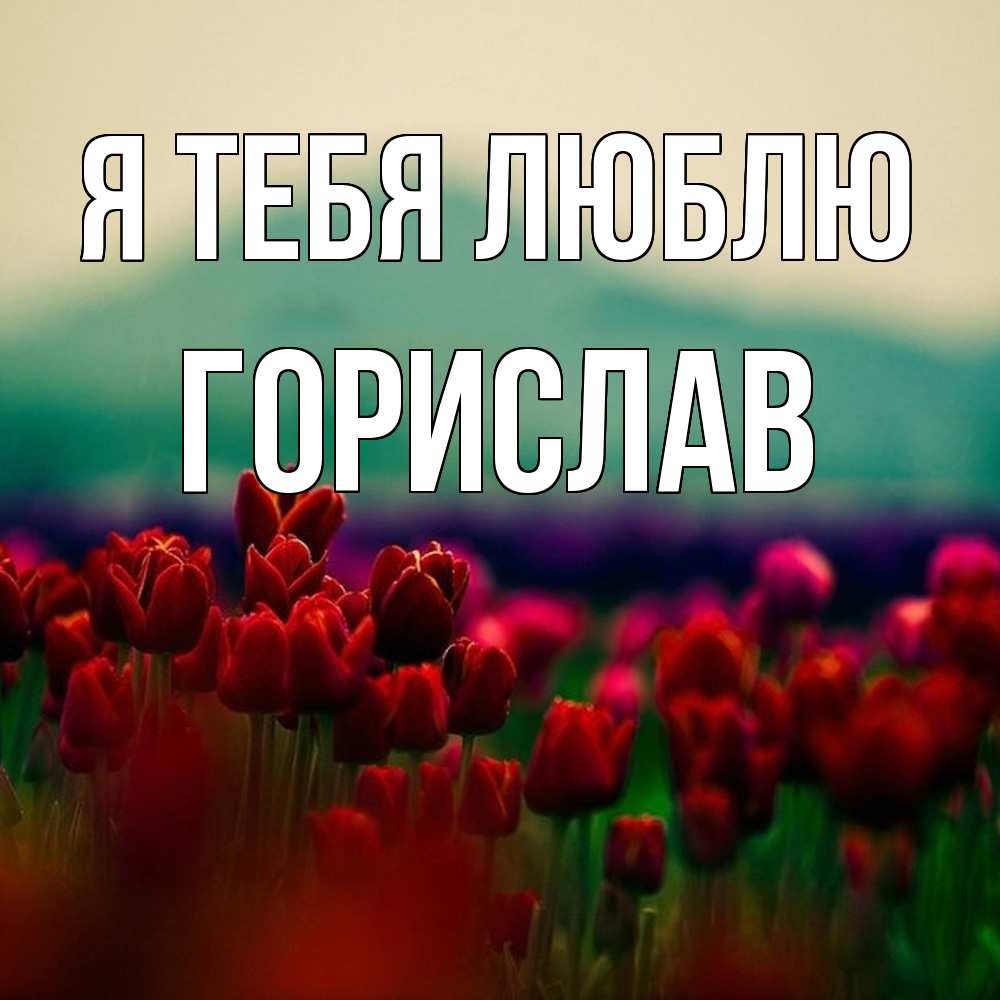 Открытка на каждый день с именем, Горислав Я тебя люблю тюльпаны 4 Прикольная открытка с пожеланием онлайн скачать бесплатно 