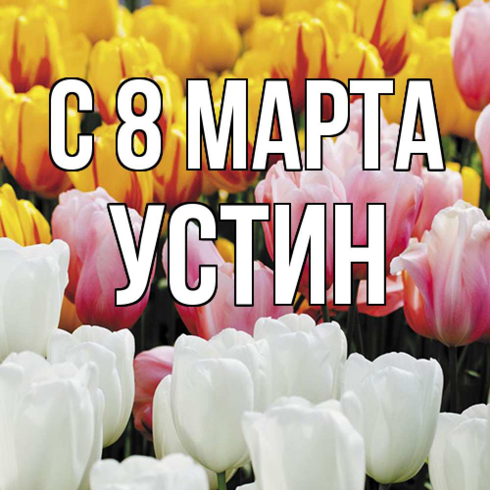 Открытка на каждый день с именем, Устин C 8 МАРТА разноцветные цветы Прикольная открытка с пожеланием онлайн скачать бесплатно 